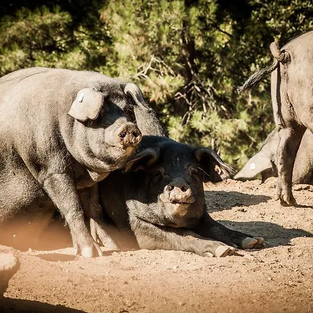 La Taverna Dei Briganti Bauernhof