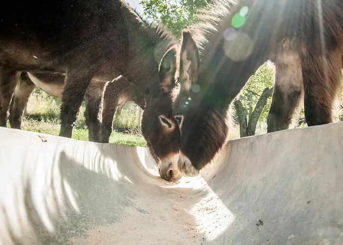 La Taverna Dei Briganti *